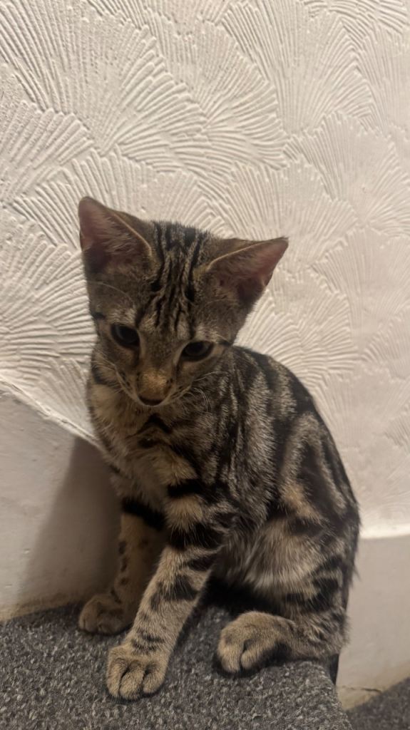 Beautiful friendly kitten