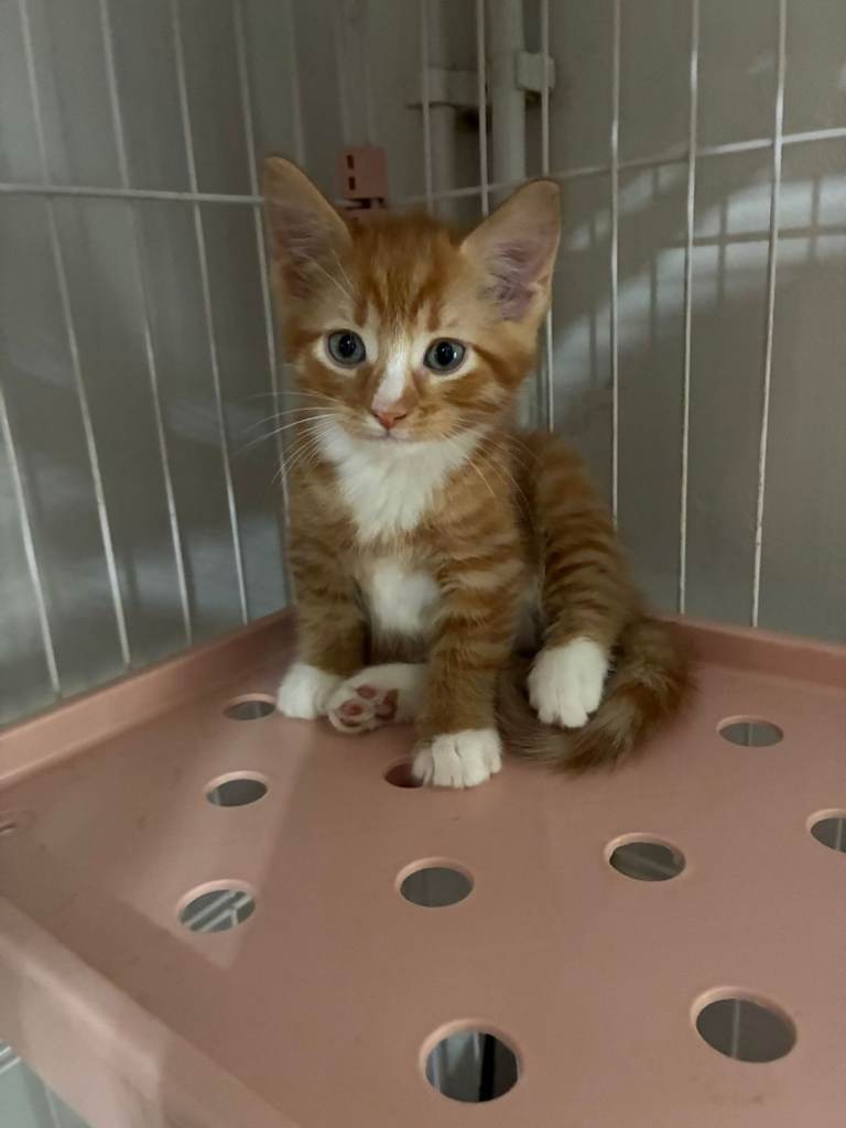 Kittens for sale 8 weeks old. 
