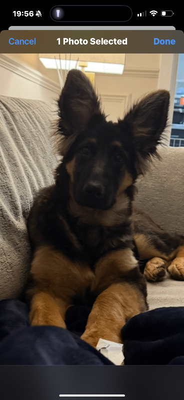 German Shepard puppy 4 month old 