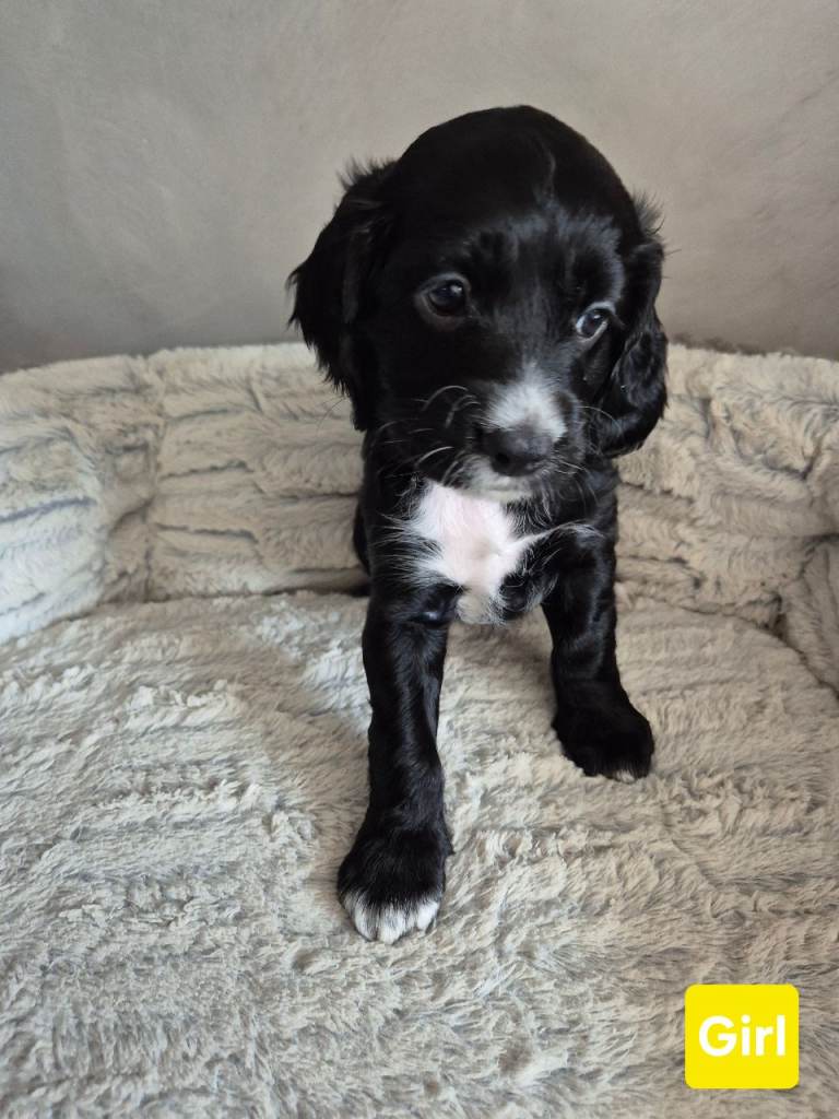 Cockapoo x cocker spaniel