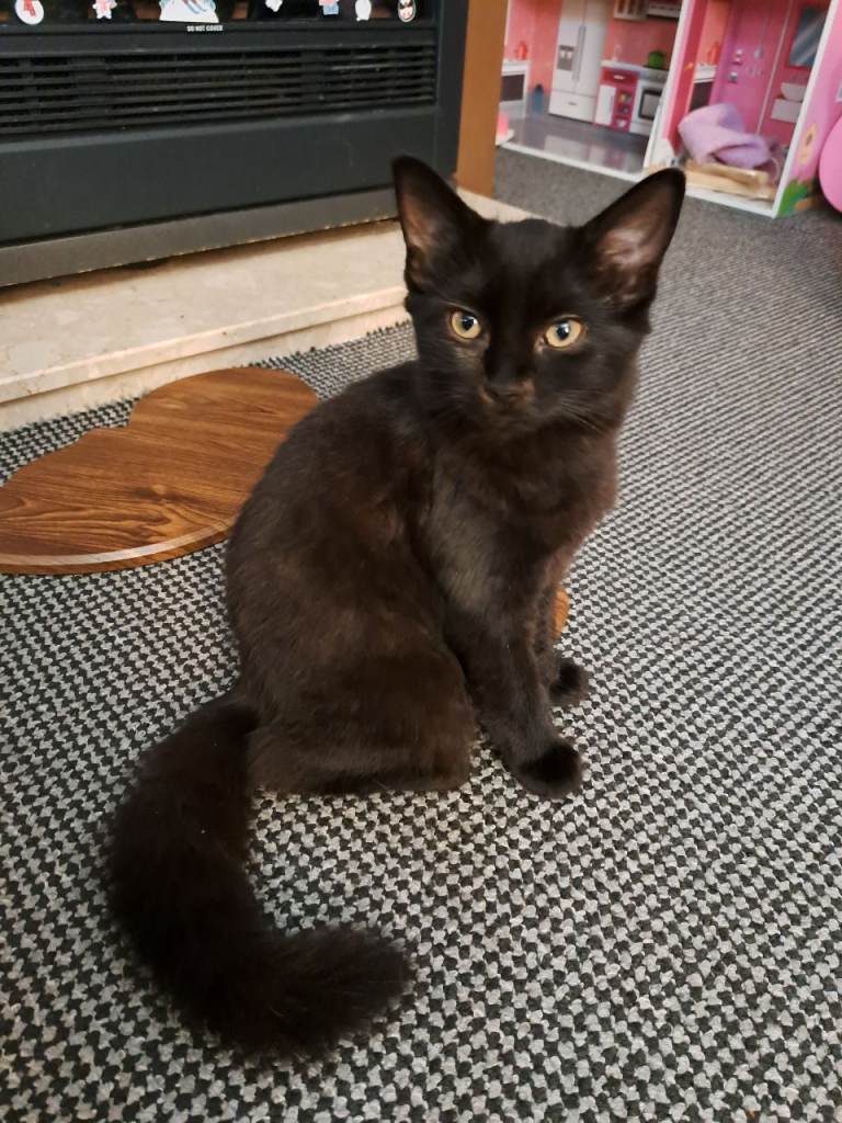 Brownish/black 14 week old kitten 