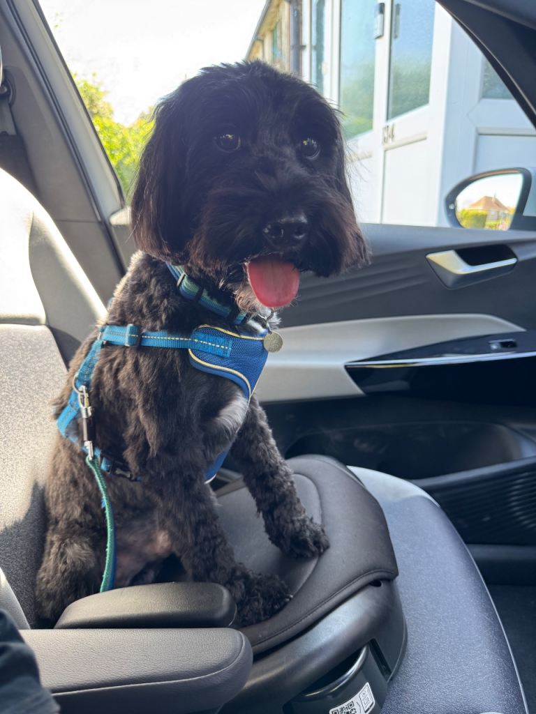 Marley the cockapoo 
