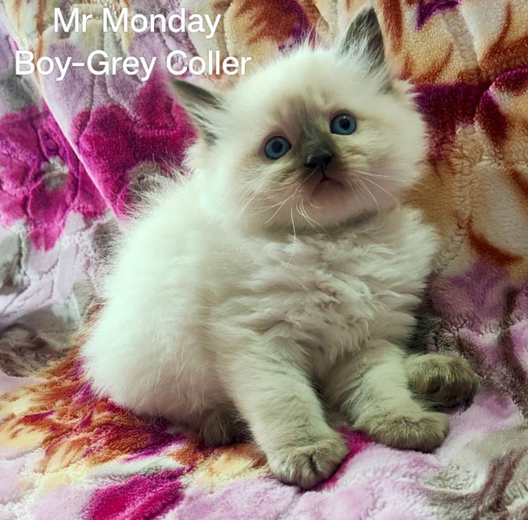 Stunning Ragdoll Kittens Looking for Their Forever Homes