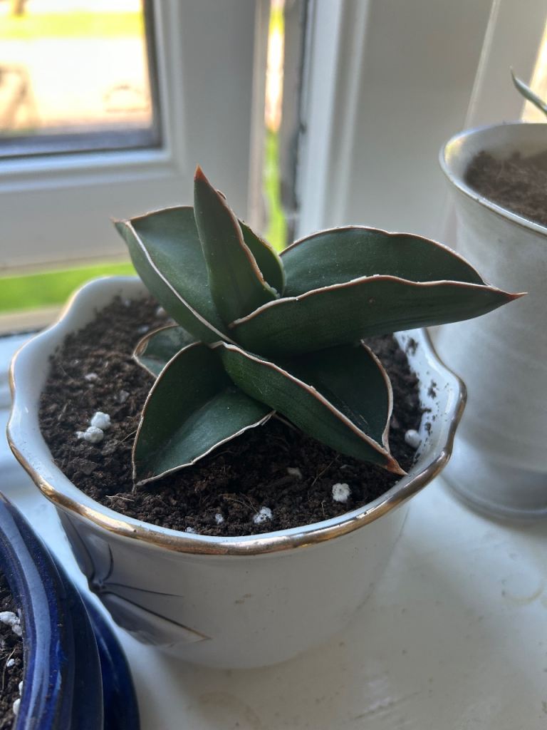 Snake plant in the ceramic pot. 