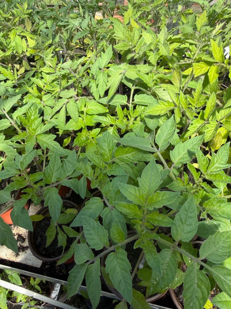 Large selection of plants each from £1-2