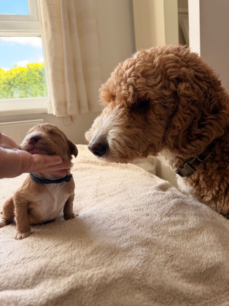 Australian double doodles Goldendoodle 