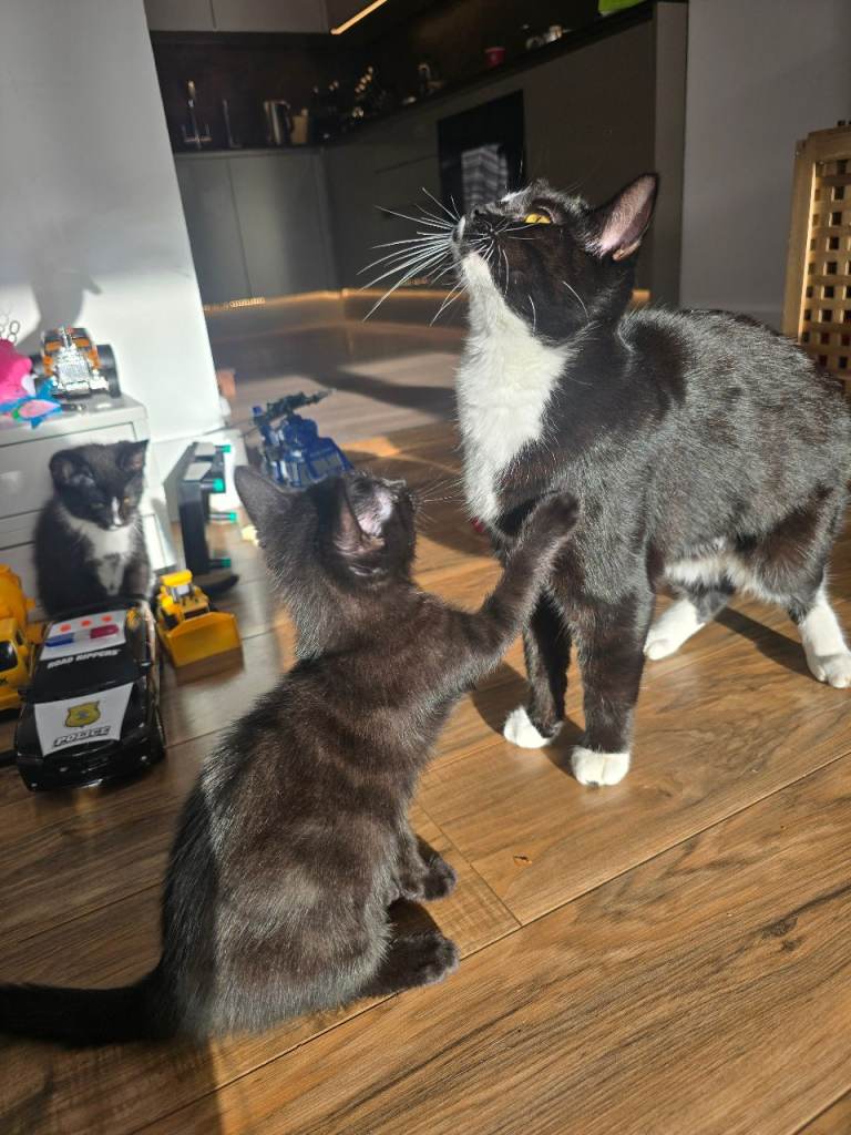 Black/brown tabby x bengul x tuxedo 