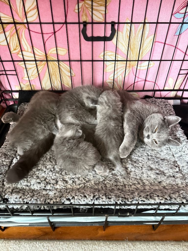 british blue shorthair