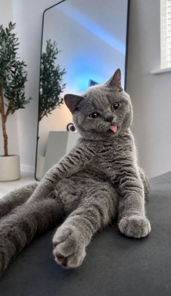British Blue Boy