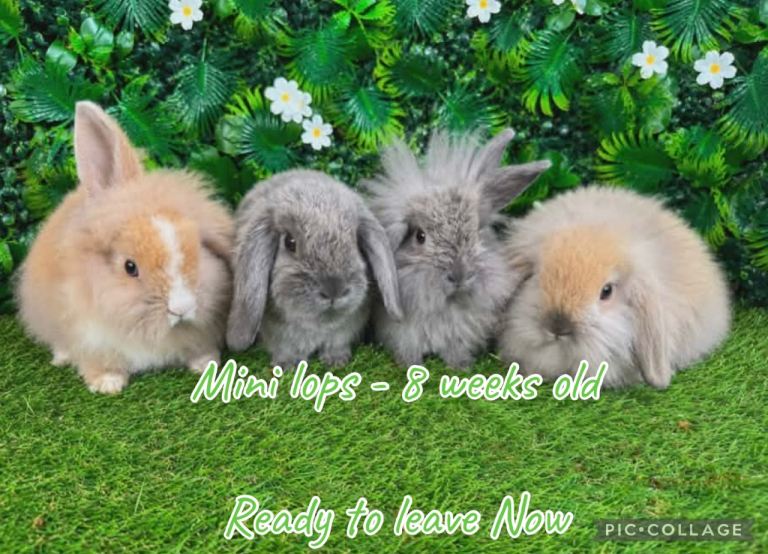 Mini lop baby rabbits - Ready to leave 