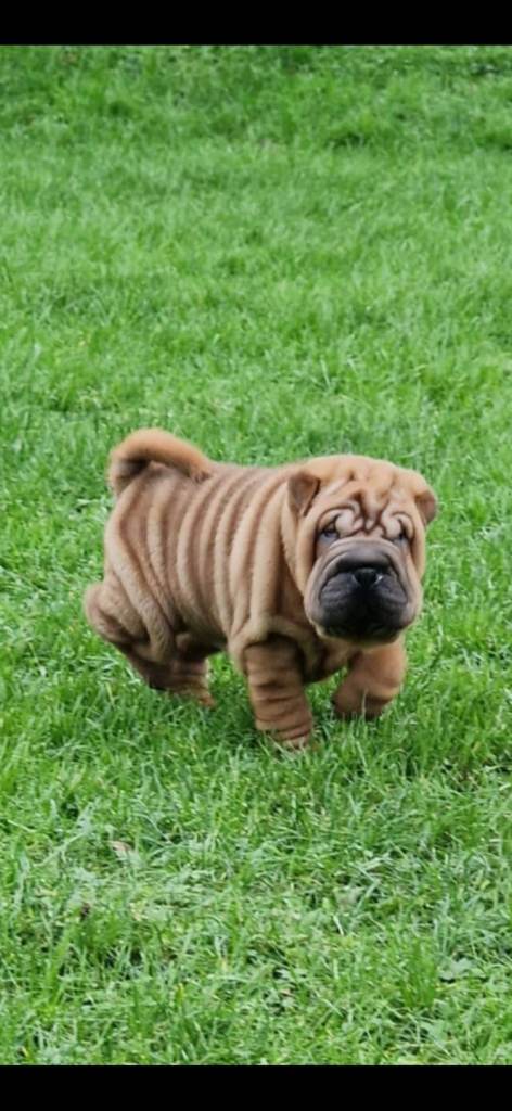Beautiful Shar Pei Puppies 