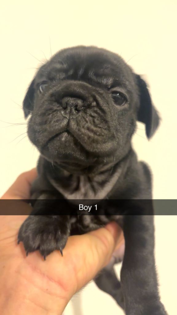 frenchie/pug 