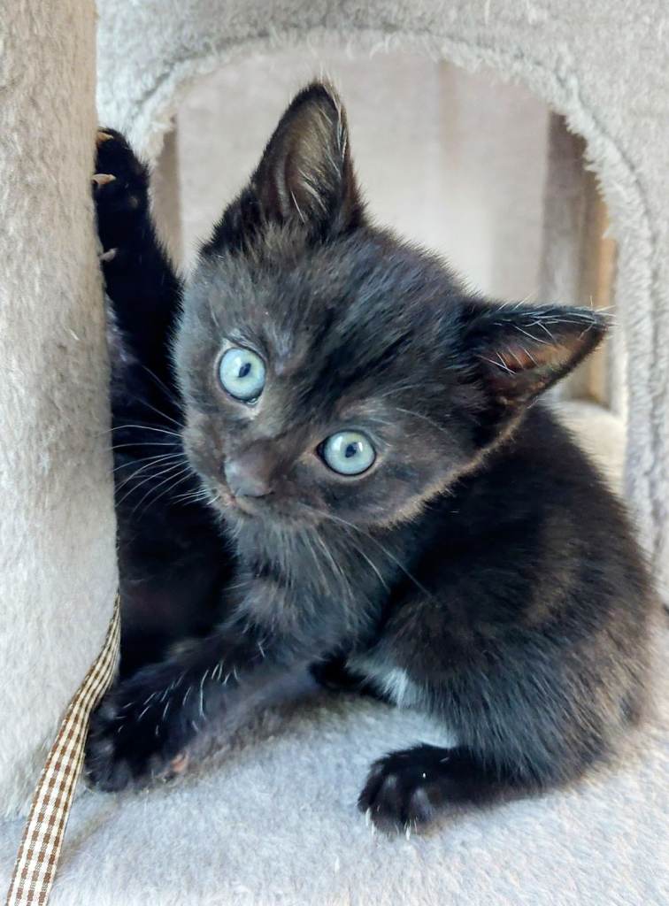 Kittens
