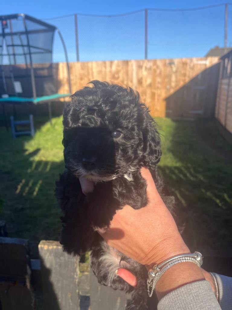 Cavapoo puppies last boys health tested vaccinated  ready now 
