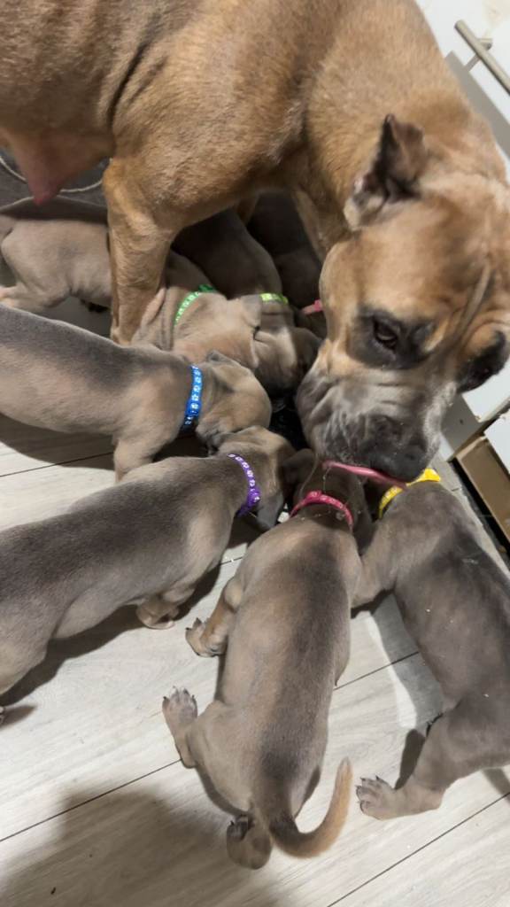 Full Pedigree Cane Corso Puppies