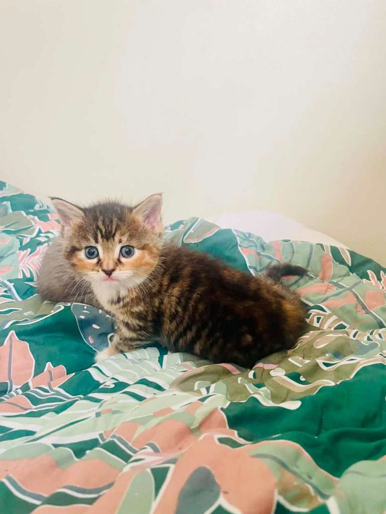 Kittens cross maine coon