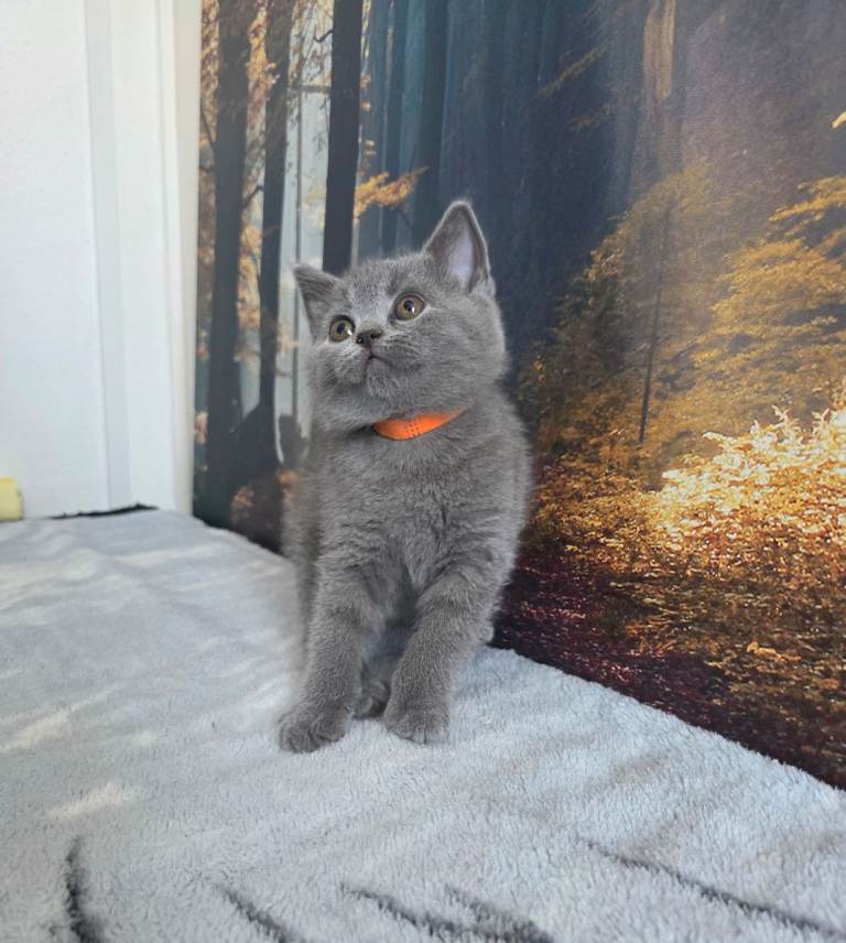 Beautiful British Shorthair