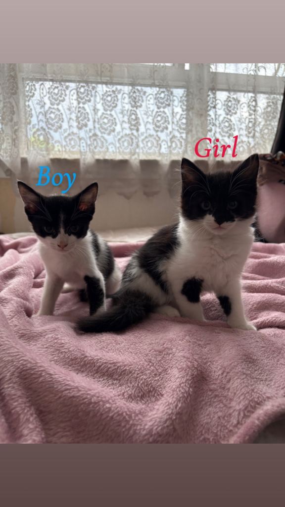 £80 black and white kitten for sale 
