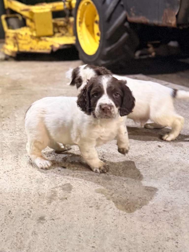 Chunky KC registered springer spaniels 