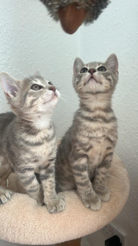 Bengal kittens for sale 