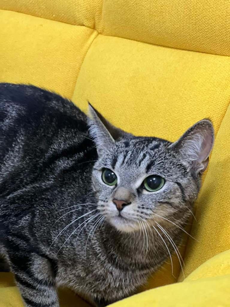 Female Cat for rehoming.