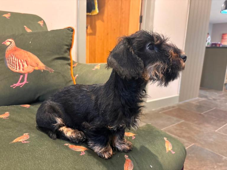 Miniature Wired hair dachshund puppy for sale 