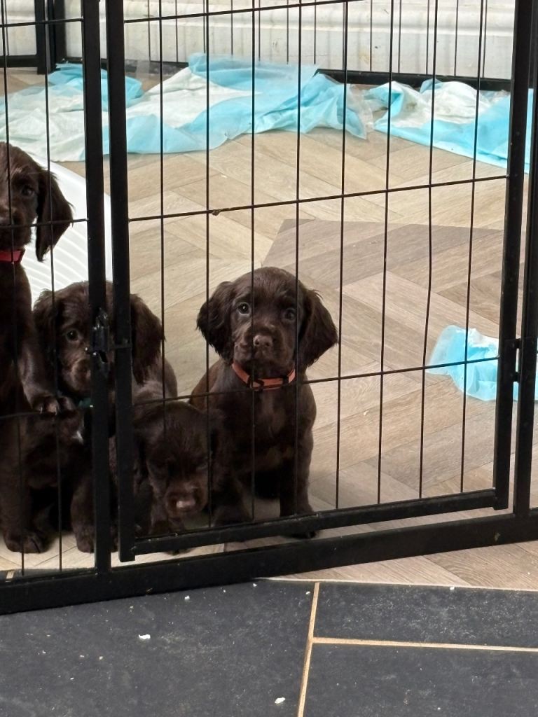 Cocker spaniel pups 