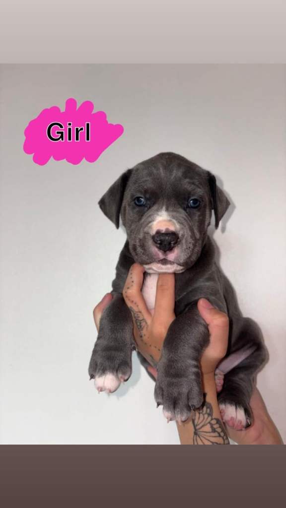Cane corso x Staffordshire bull terrier puppys 
