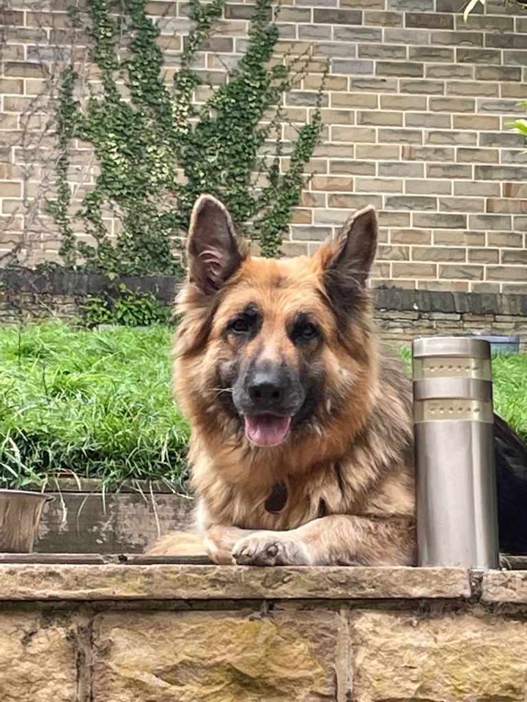 German Shepard puppies 