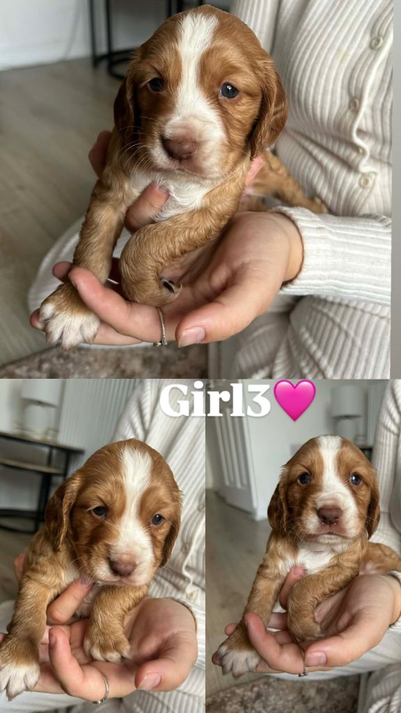 Cocker spaniel puppies 