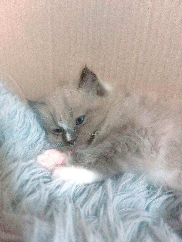 SUPERB MALE RAGDOLL LOVLIES