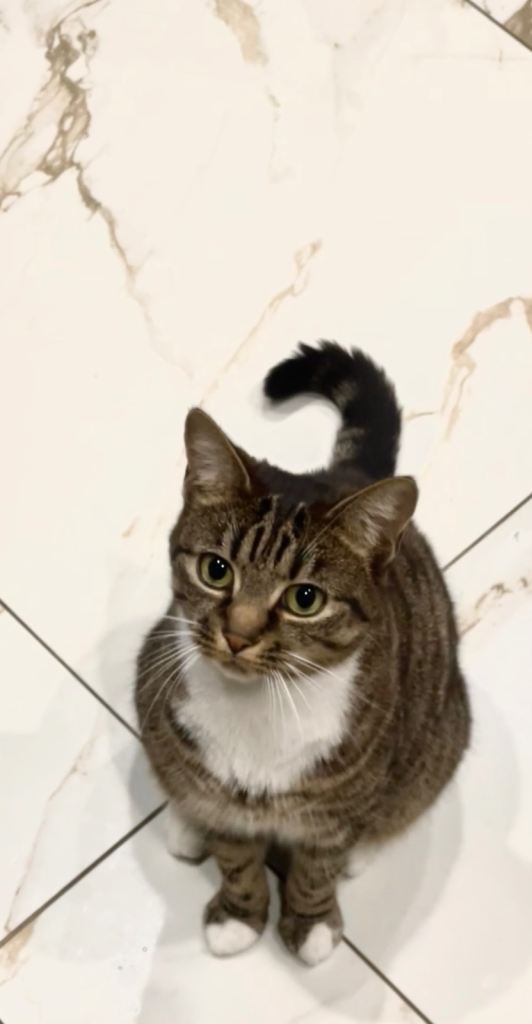 Tabby bengal mixed cat- 6 year old female domestic 