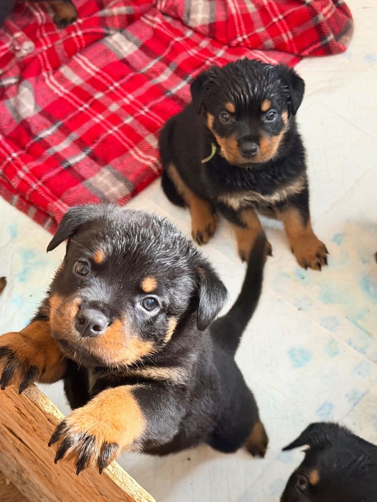 Rotweiler puppies 