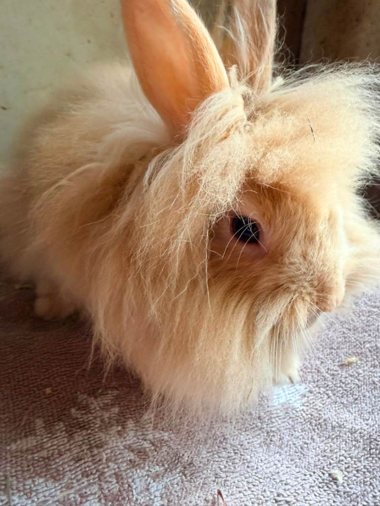 Baby lion head  rabbits ready now