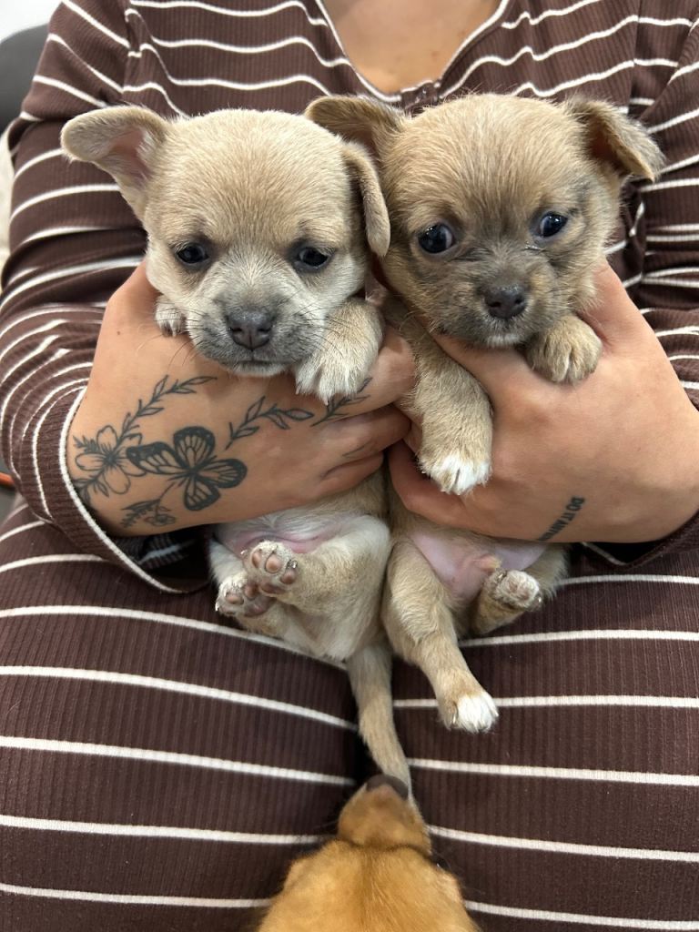 Malchi puppies