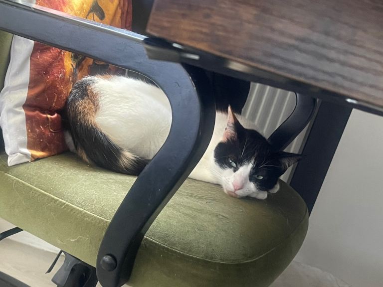 Neutered female adult cat and another female ( who won’t be ready untill she’s neutered)