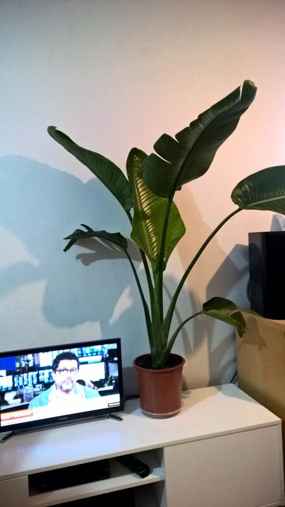 image for Big Strelitzia Nicolai / Bird of Paradise plant,