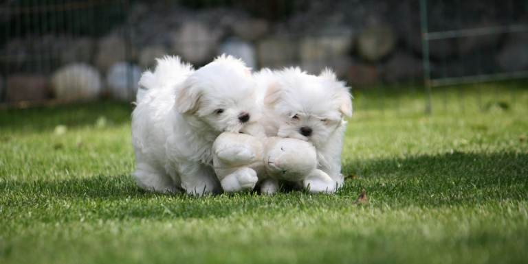 Meet this adorable little Maltese puppy!