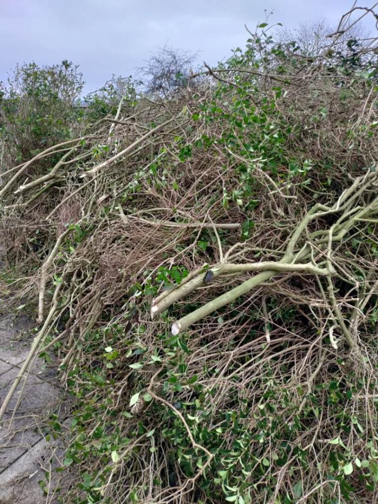 Free cuttings and wood