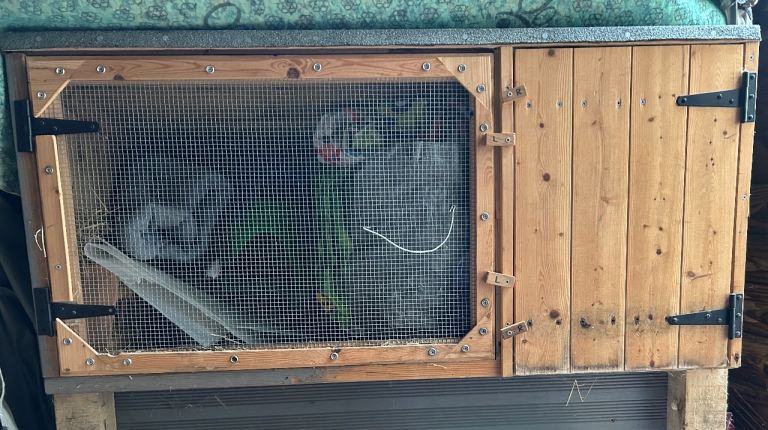 Guinea pig hutch & run