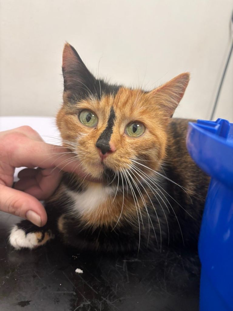 Calico cat, 4 years & 1 month old. 