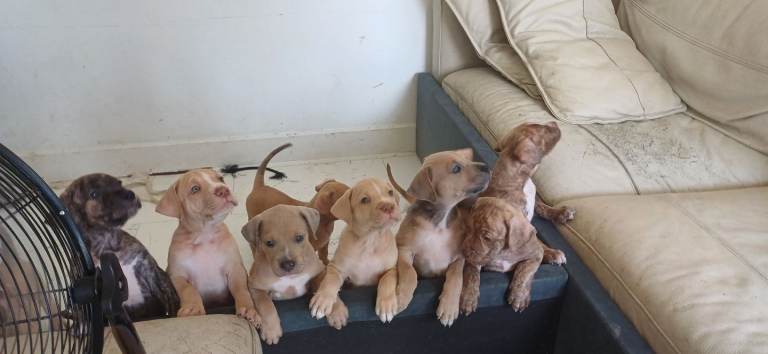 Mastiff x staffy puppies 