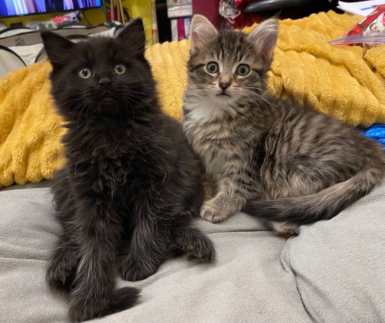 Maine Coon Absolutely Fascinatingly Beautiful Kittens For Sale 