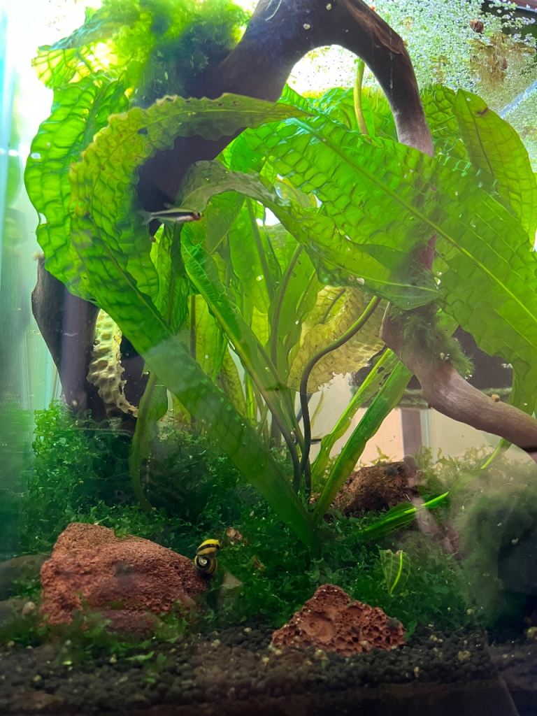 Selling Aquael Shrimp Set Day & Night 30L tank + fish + setup