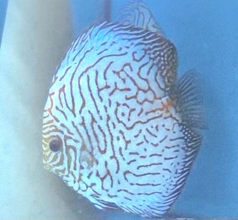 Discus fish 
