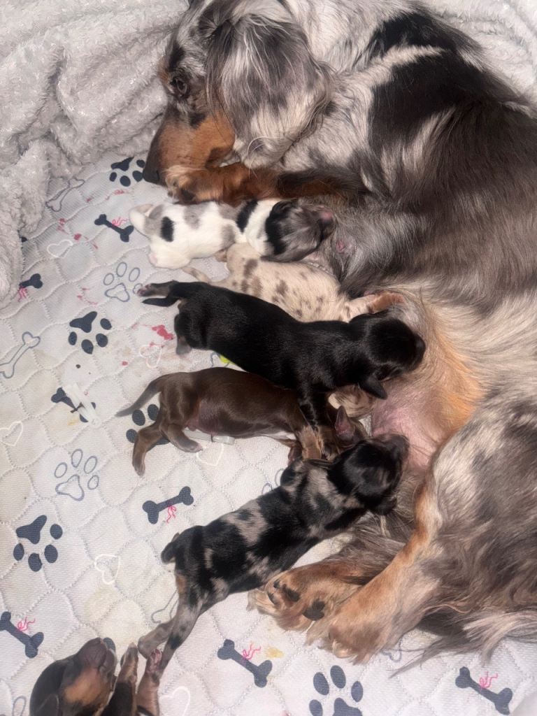 Beautiful rare little of super tiny Daschunds 