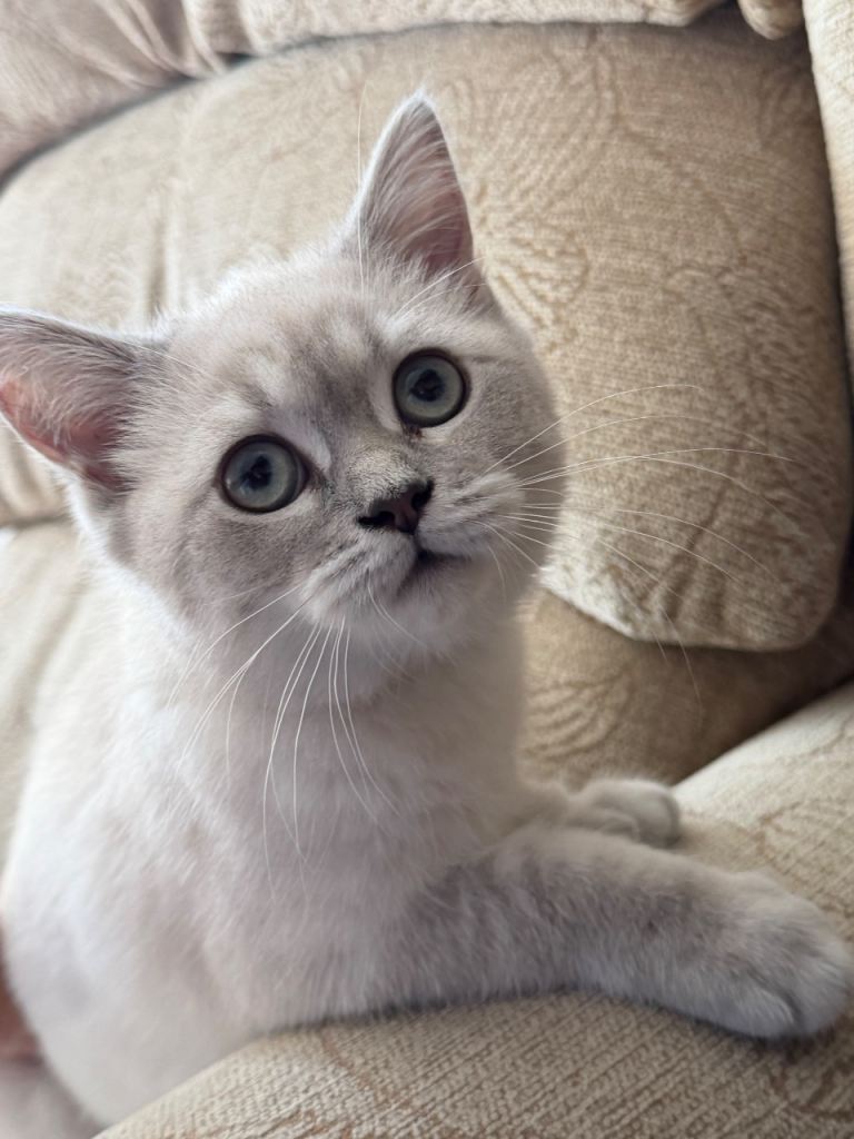 GRAY AND WHITE BRITISH SHORTHAIR KITTEN - 14 WEEKS OLD