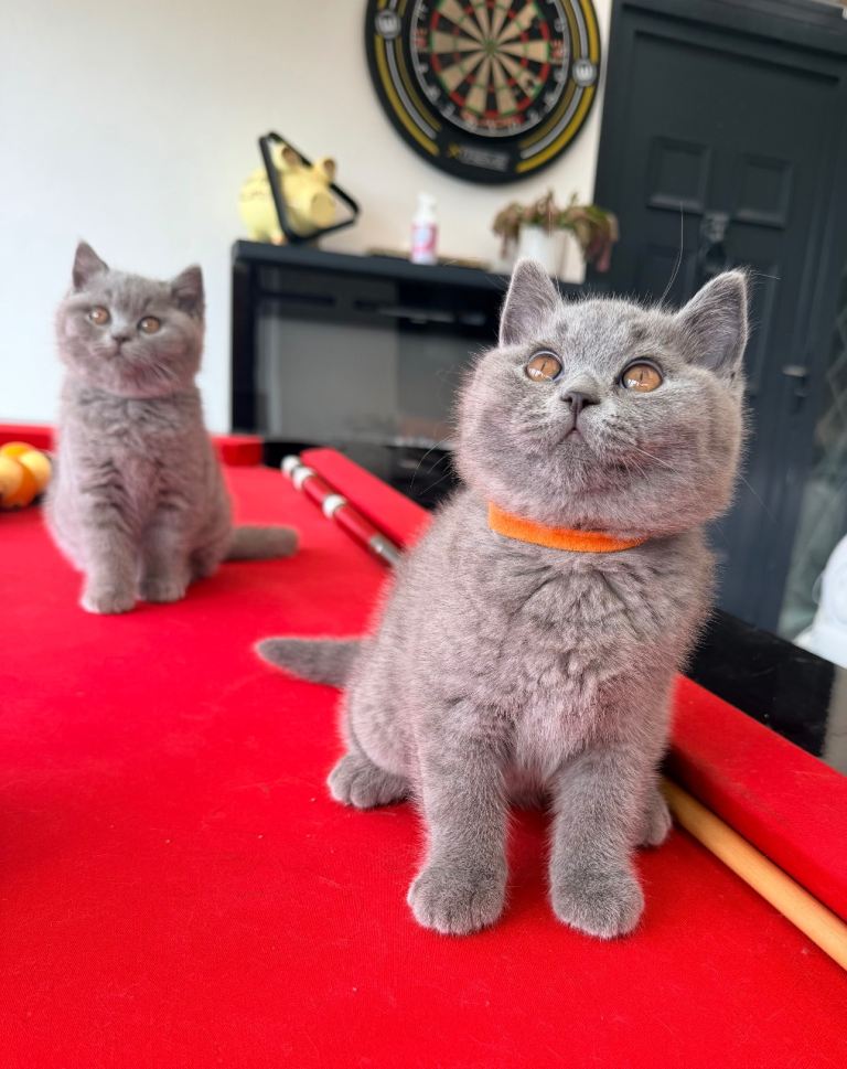 ONE boy available - GCCF British Shorthair Blue Kittens