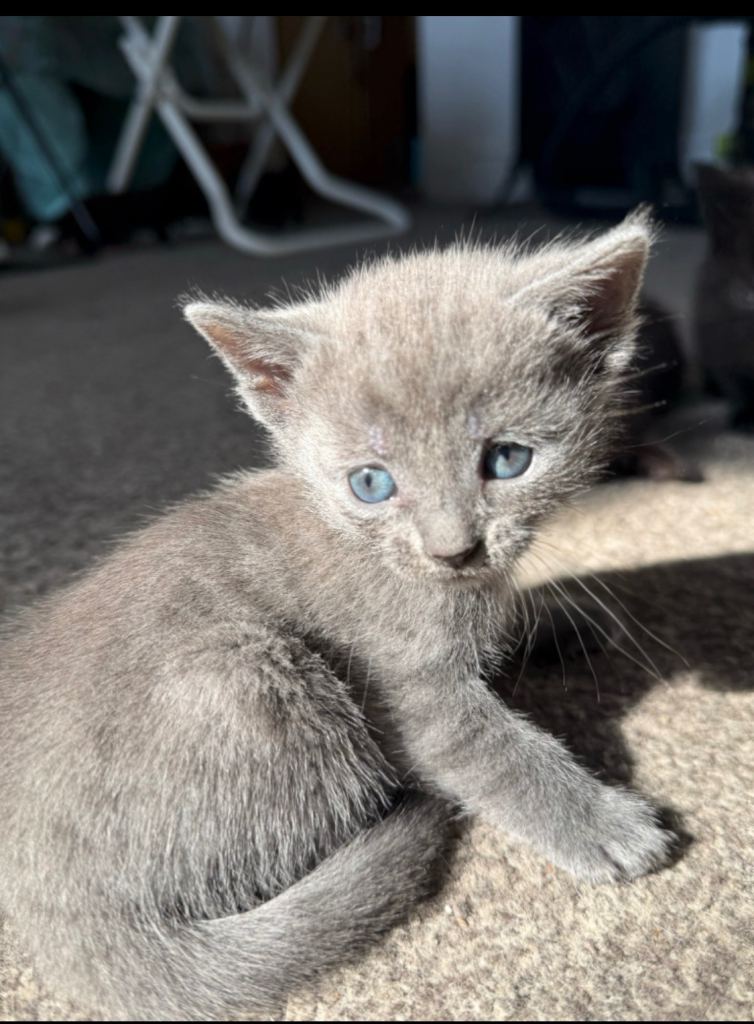 Kittens for sale
