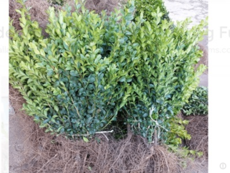 BOX HEDGING PLANTS.   12 ins  £1-95